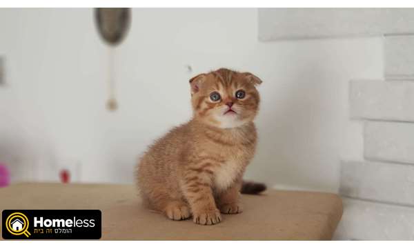 תמונה 1 ,חתולים אחר   חתול סקוטי למכירה בלוד