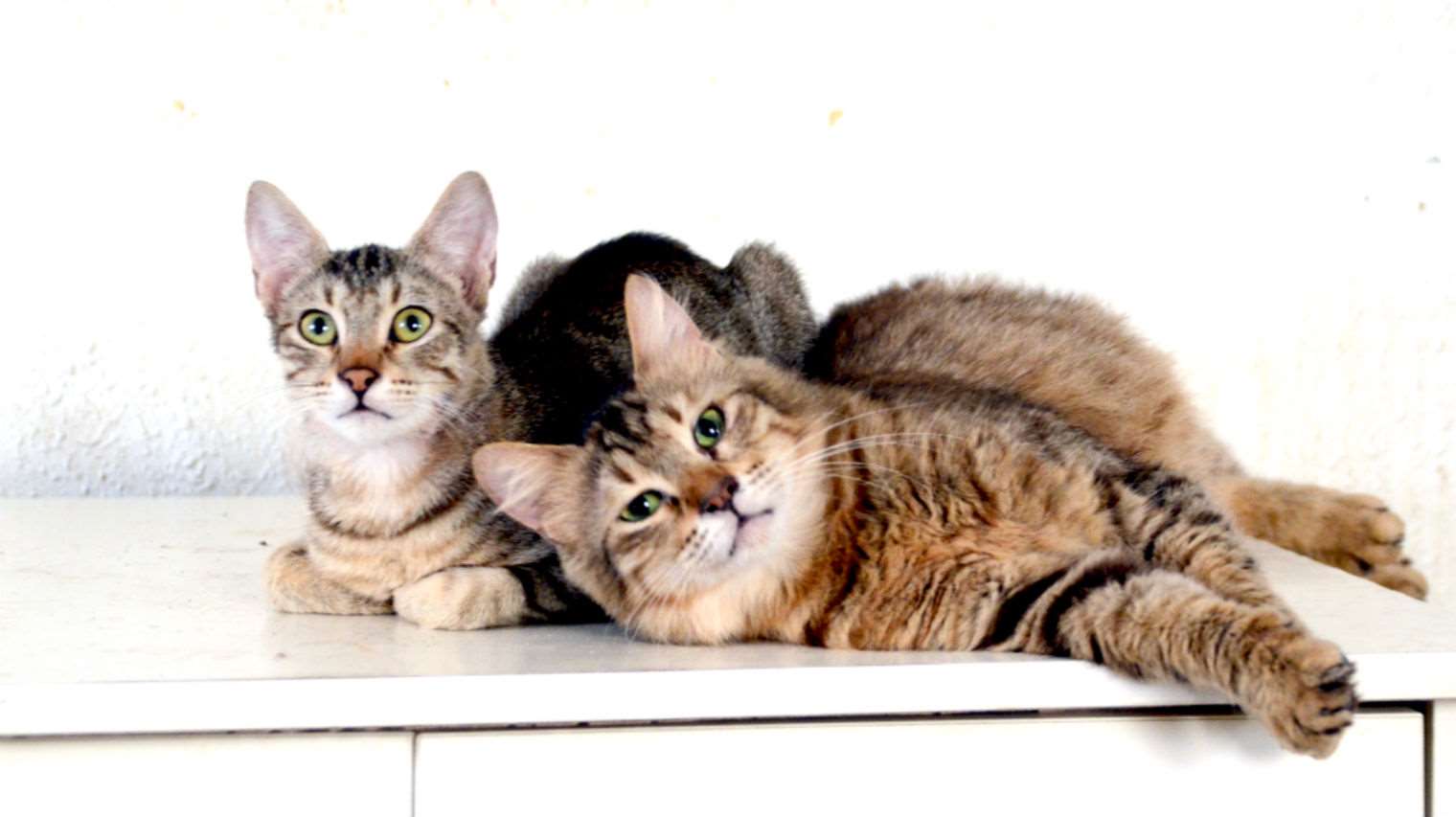 תמונה 3 ,חתולים אחר   מגוון למסירה בראשון לציון