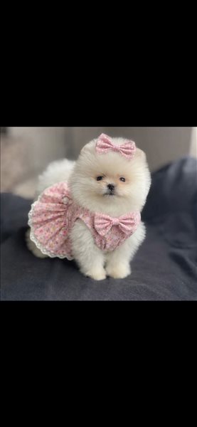 טדי  