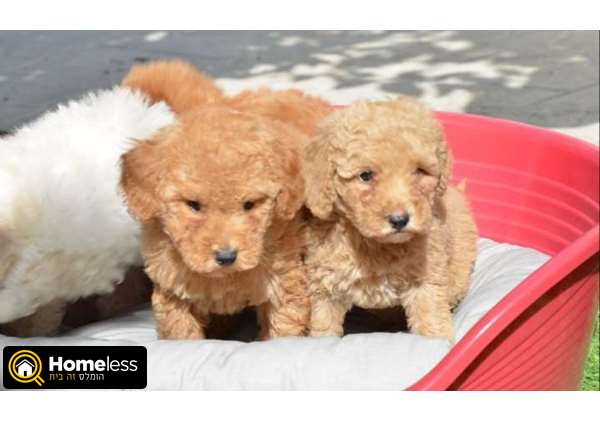 תמונה 3 ,כלבים פודל   פודל למכירה באחוזת ברק