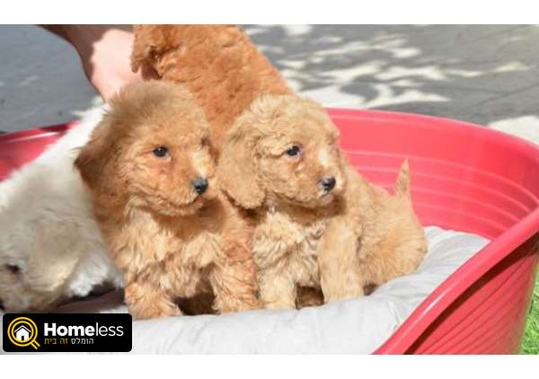 תמונה 4 ,כלבים פודל   פודל למכירה באחוזת ברק