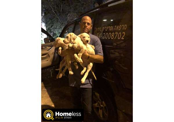 תמונה 1 ,כלבים אחר   דוגו ארגנטינו למכירה בחיפה