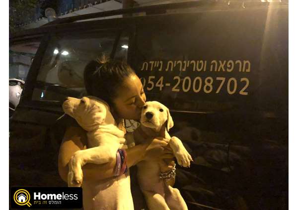 תמונה 2 ,כלבים אחר   דוגו ארגנטינו למכירה בחיפה