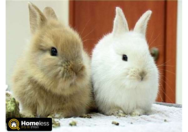 תמונה 1 ,מכרסמים ארנבות   ארנב ננסי למכירה בירושלים