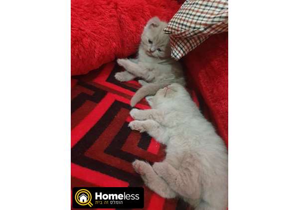 תמונה 3 ,חתולים בריטי קצר שיער   בריטי למכירה באשדוד