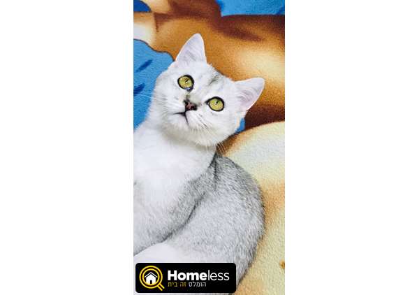 תמונה 1 ,חתולים Scotish Fold   זכר למכירה בחיפה