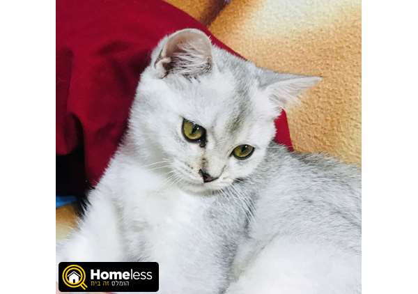 תמונה 2 ,חתולים Scotish Fold   זכר למכירה בחיפה