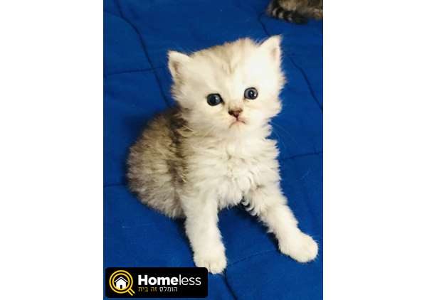 תמונה 1 ,חתולים Scotish Fold   סקוטי סטריט גזעיי למכירה בחיפה