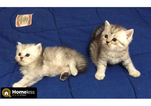 תמונה 2 ,חתולים Scotish Fold   סקוטי סטריט גזעיי למכירה בחיפה