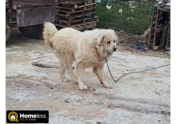 תמונה 1 ,כלבים רועה קאווקזי   אשרף  למכירה בכפר כנא