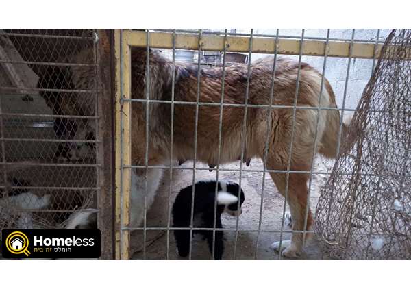 תמונה 4 ,כלבים רועה קאווקזי   אשרף  למכירה בכפר כנא