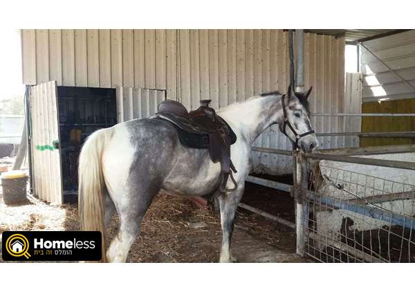 תמונה 2 ,סוסים קווטר   טסאר למכירה בהודיה