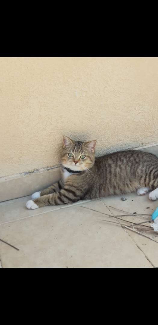 תמונה 2 ,חתולים מעורב   Jack למכירה בבאקה אל-גרביה