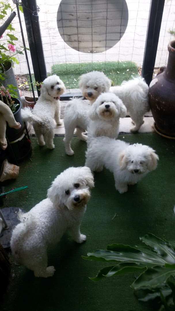 תמונה 2 ,כלבים בישון פריזה   לולה למכירה בפרדסיה