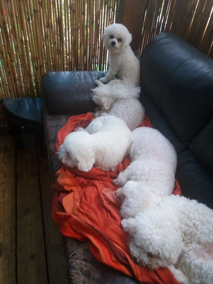 תמונה 3 ,כלבים בישון פריזה   לולה למכירה בפרדסיה