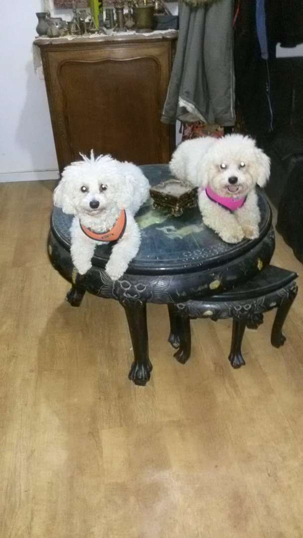 תמונה 4 ,כלבים בישון פריזה   לולה למכירה בפרדסיה