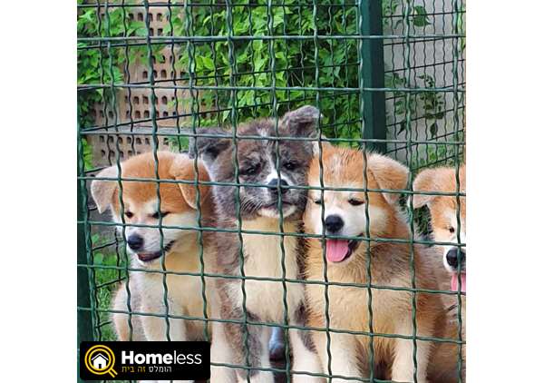 תמונה 1 ,כלבים אקיטה יפני   אקיטה יפני גורים למכירה בקריות