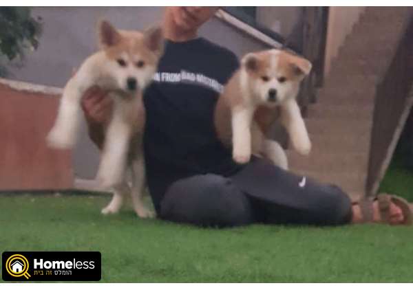 תמונה 1 ,כלבים אקיטה יפני   גורים אקיטה אינו/יפני למכירה במרכז