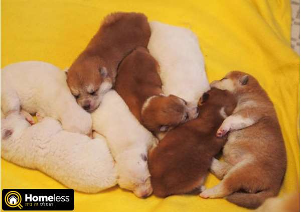תמונה 1 ,כלבים אקיטה יפני   גורים מושלמים של אקיטה למכירה בעפולה