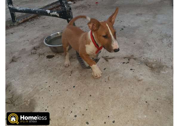 תמונה 1 ,כלבים אחר   בול טרייר למכירה בטבריה