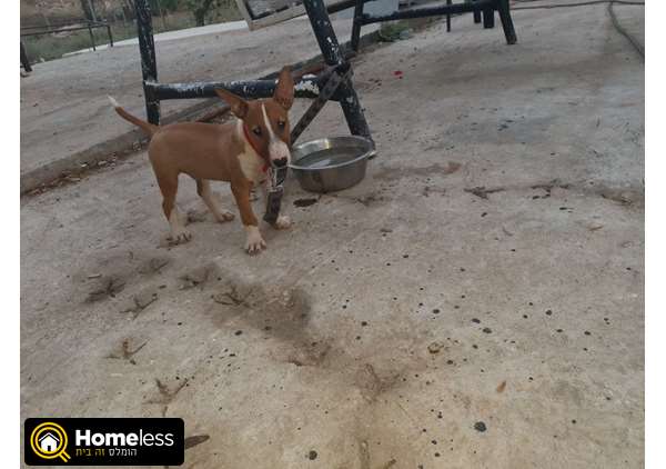 תמונה 2 ,כלבים אחר   בול טרייר למכירה בטבריה