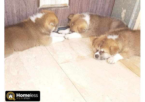 תמונה 1 ,כלבים אקיטה יפני   אקיטה אינו (יפני) למכירה בירכא