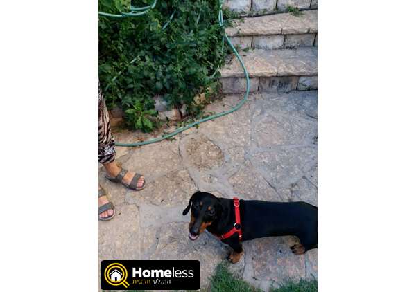 תמונה 2 ,כלבים דקל (תחש)   פוזיה לשידוך בחיפה