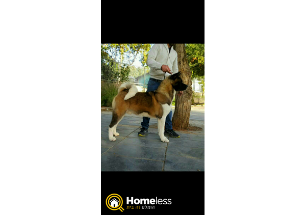 תמונה 4 ,כלבים אקיטה יפני   אקיטה אמריקאי למכירה בקרית טבעון