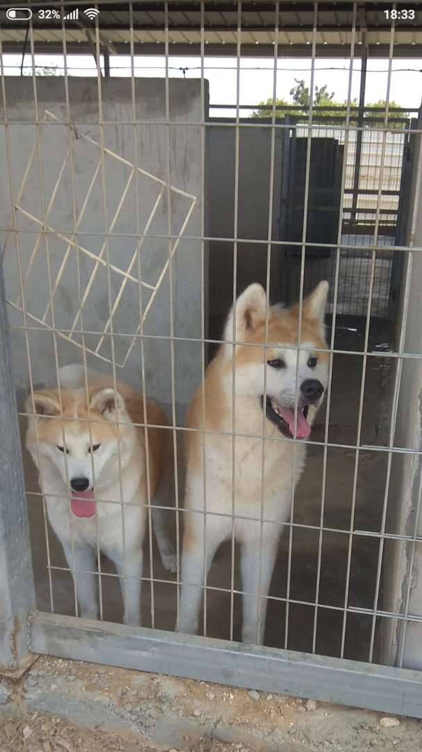 תמונה 3 ,כלבים אקיטה יפני   איקיטה אינו למכירה בציפורי