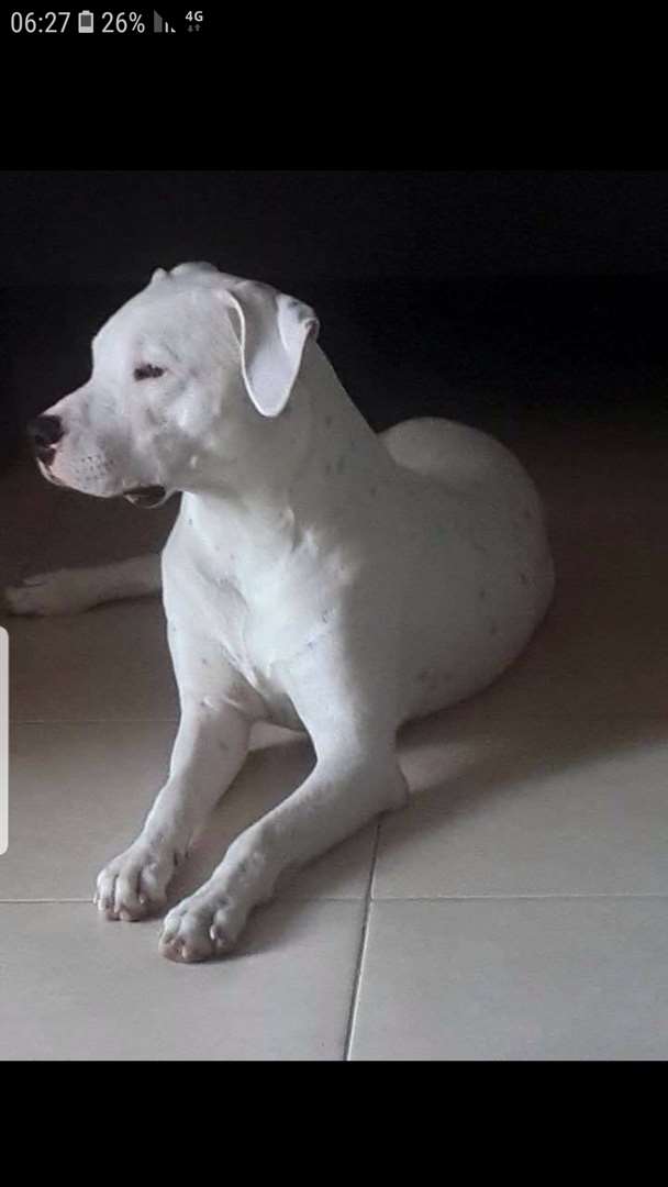 תמונה 4 ,כלבים אחר   דוגו ארגנטינו למכירה בעפולה