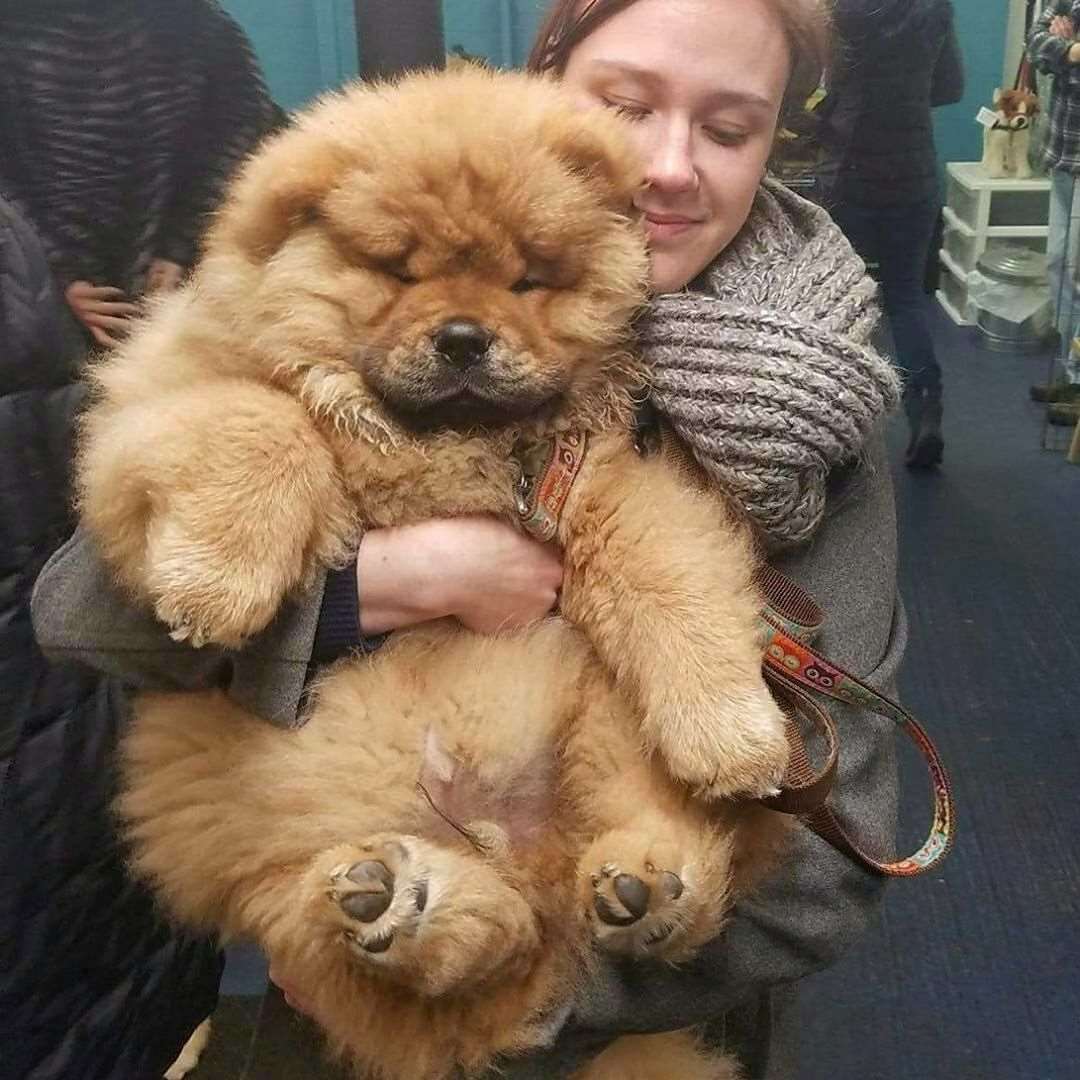 Порода чау чау с человеком. Малый немецкий шпиц щенок. С пятном на глазу. Кроличья такса. Аляскинский маламут новорожденный.