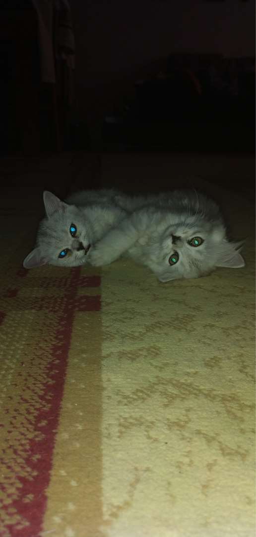 תמונה 3 ,חתולים Scotish Fold   מייזיקן  בקרית מוצקין
