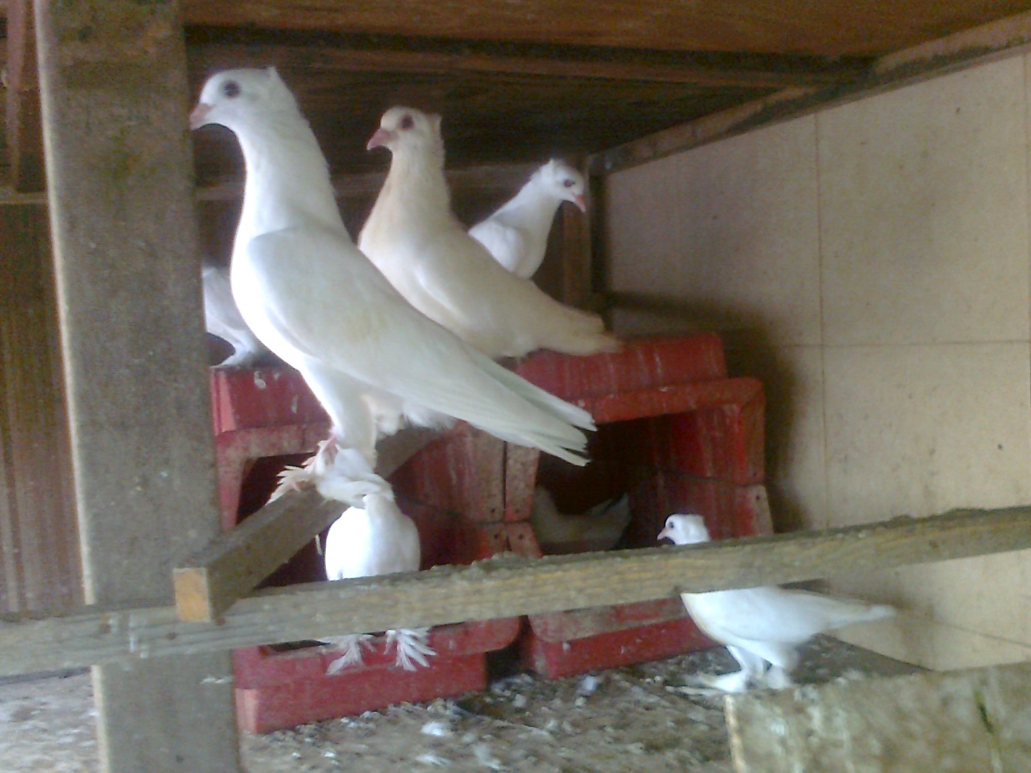 תמונה 2 ,חיות משק תרנגולים   תרנגולות למכירה באור עקיבא