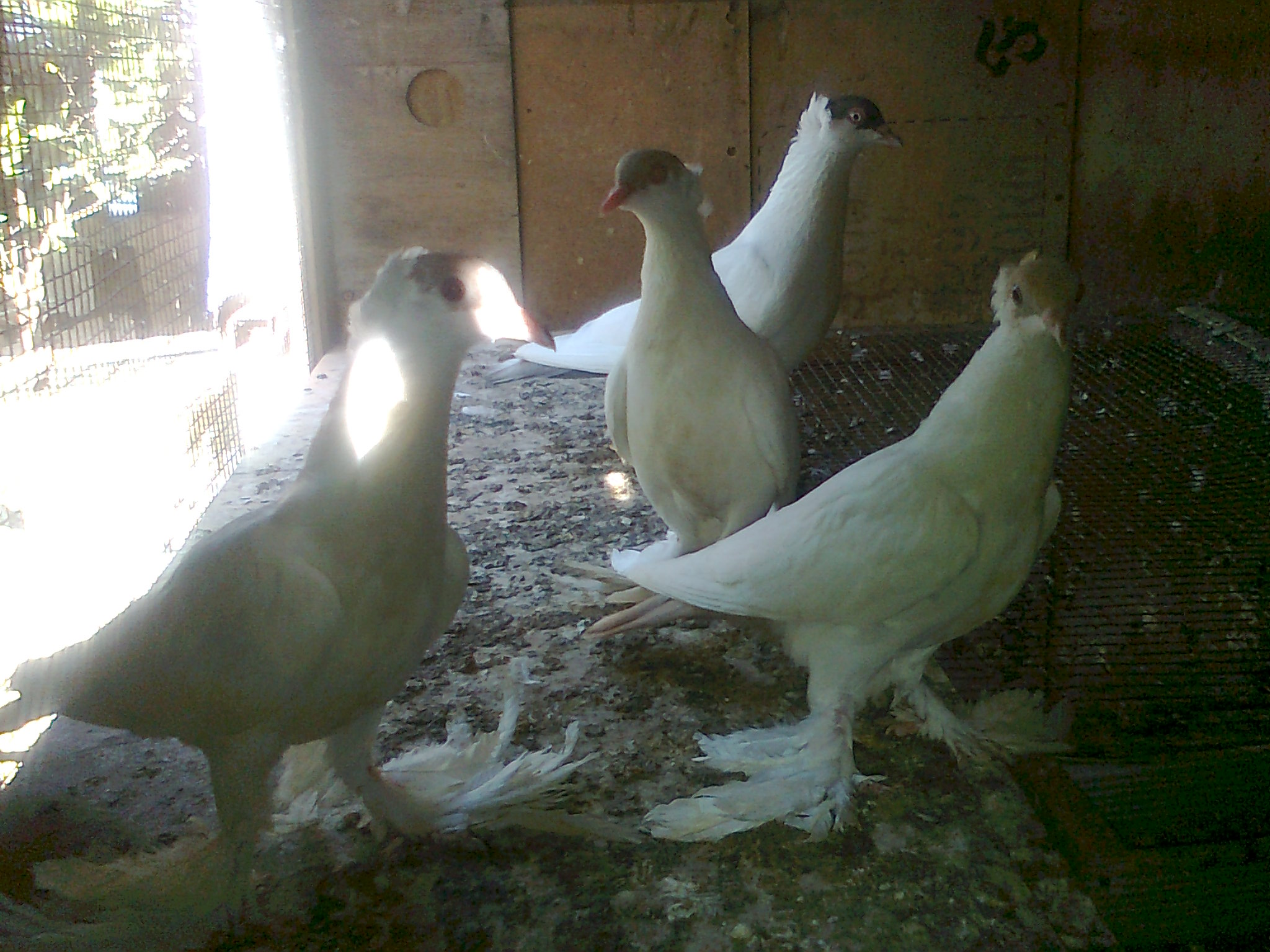 תמונה 4 ,חיות משק תרנגולים   תרנגולות למכירה באור עקיבא