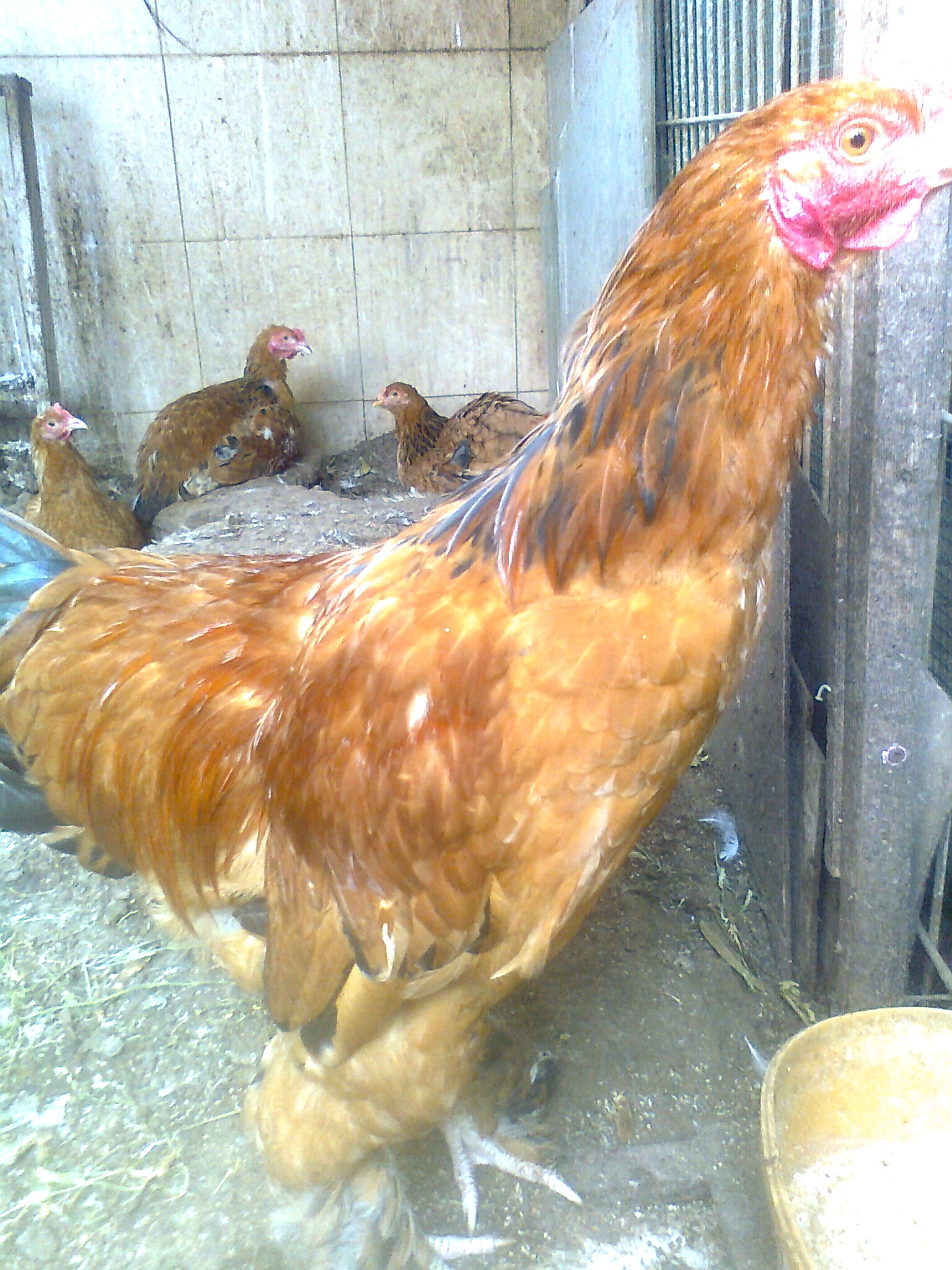 תמונה 1 ,חיות משק תרנגולים   תרנגולות למכירה באור עקיבא