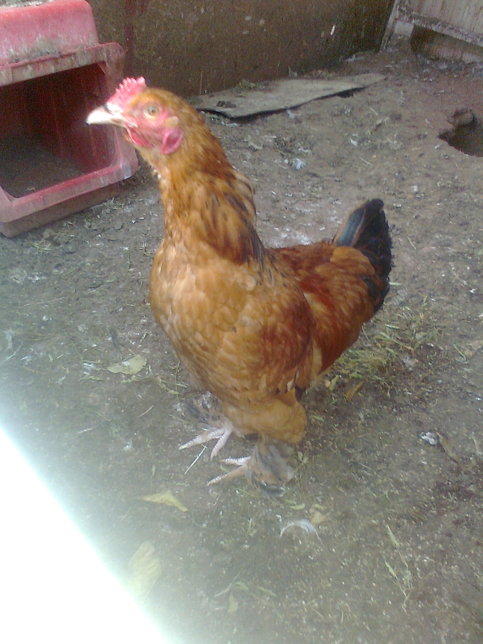 תמונה 5 ,חיות משק תרנגולים   תרנגולות למכירה באור עקיבא
