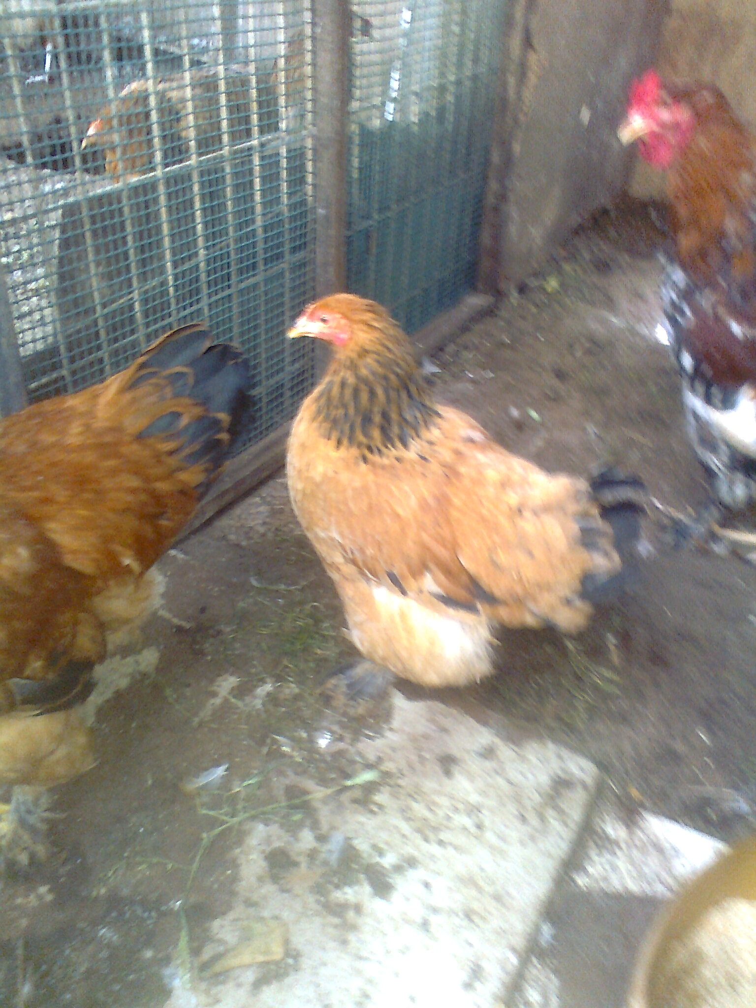 תמונה 8 ,חיות משק תרנגולים   תרנגולות למכירה באור עקיבא