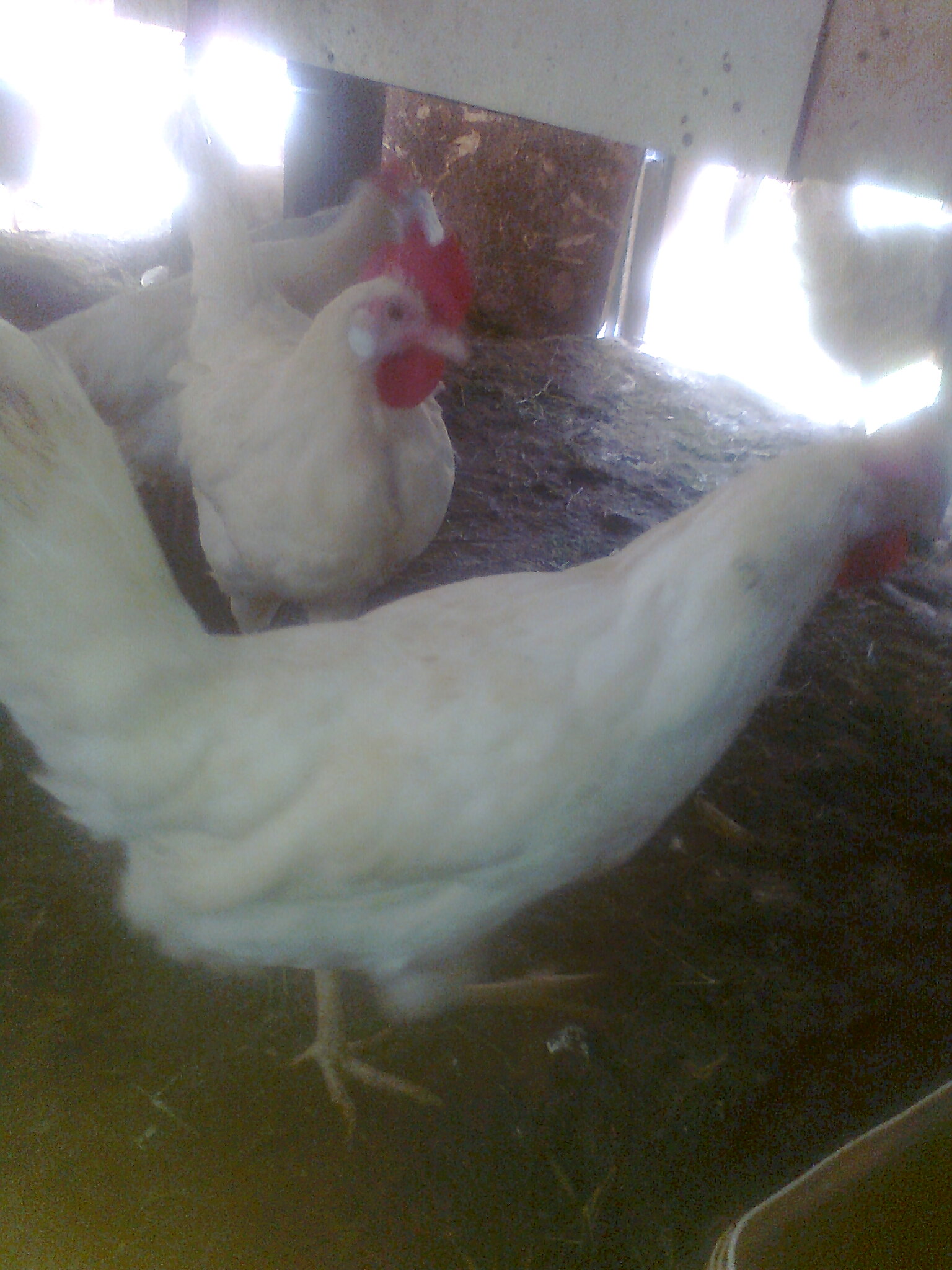 תמונה 3 ,חיות משק תרנגולים   תרנגולות למכירה באור עקיבא