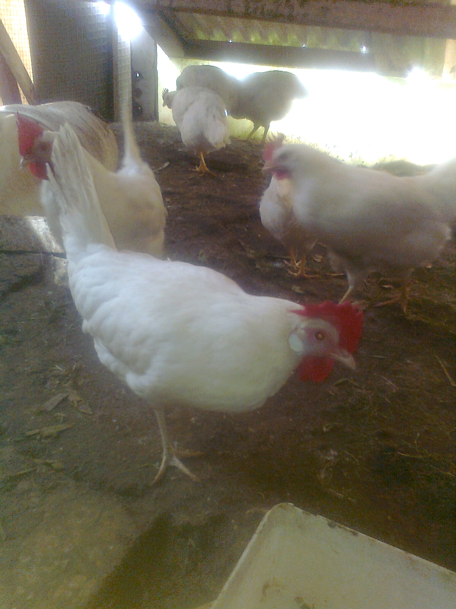 תמונה 7 ,חיות משק תרנגולים   תרנגולות למכירה באור עקיבא