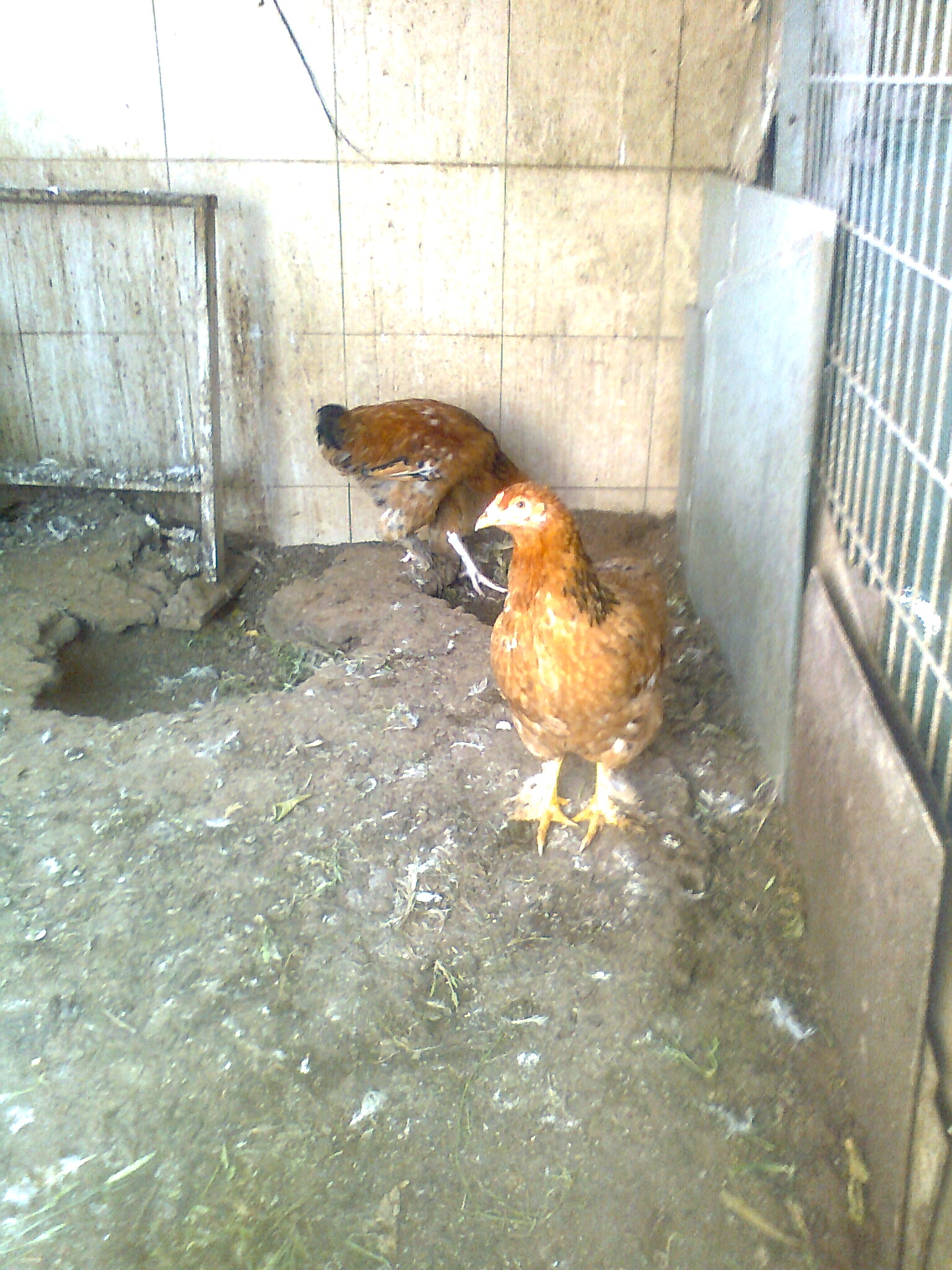 תמונה 6 ,חיות משק תרנגולים   תרנגולות למכירה באור עקיבא