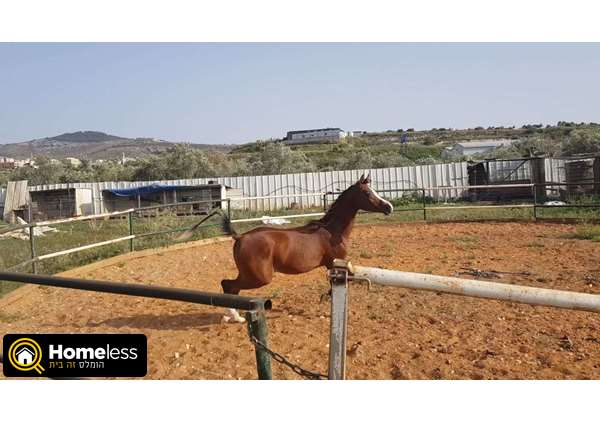 תמונה 1 ,סוסים ערבי   טאהר למכירה בכאבול