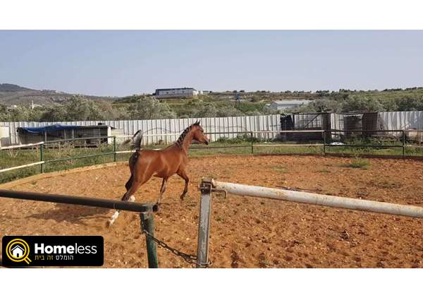 תמונה 2 ,סוסים ערבי   טאהר למכירה בכאבול