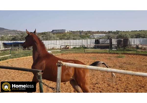 תמונה 3 ,סוסים ערבי   טאהר למכירה בכאבול