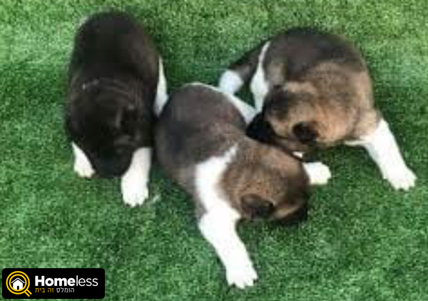 תמונה 1 ,כלבים אקיטה יפני   אקיטה אמריקאי למכירה בצפת