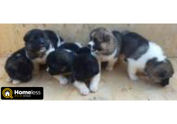 תמונה 2 ,כלבים אקיטה יפני   אקיטה אמריקאי למכירה בצפת