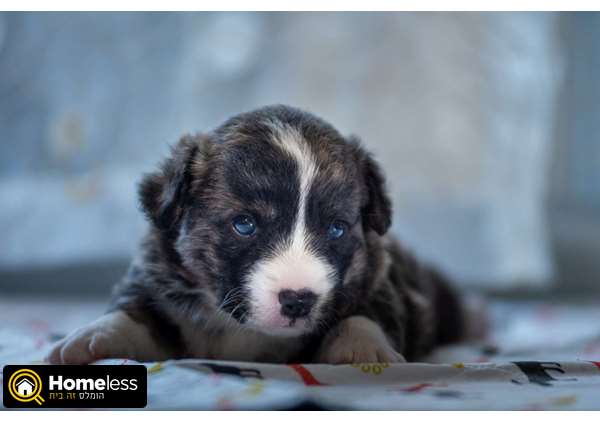 תמונה 1 ,כלבים וולש קורגי קרדיגן   ---------- למכירה באשקלון