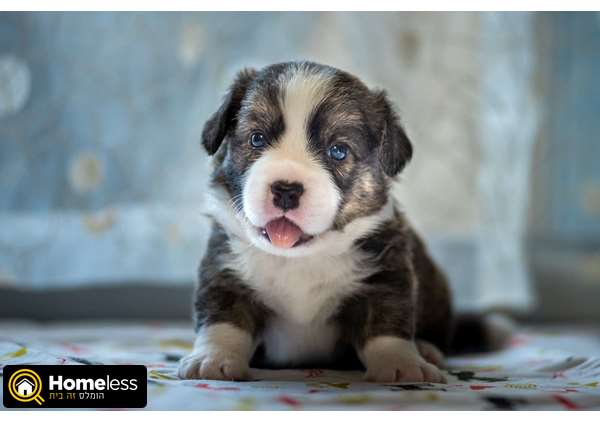 תמונה 2 ,כלבים וולש קורגי קרדיגן   ---------- למכירה באשקלון