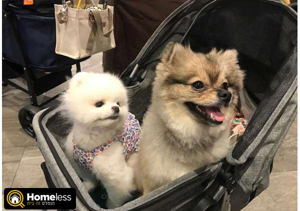 תמונה 1 ,כלבים פומרניאן   פוממרניין ושפיץ - מכירת חיסול למכירה בקריות 