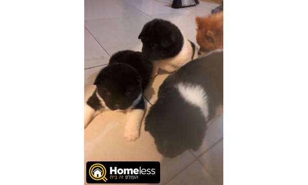 תמונה 4 ,כלבים אקיטה יפני   גורים למכירה למכירה במשגב 