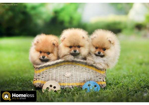 תמונה 4 ,כלבים פומרניאן   פומרניין למכירה בגן יבנה